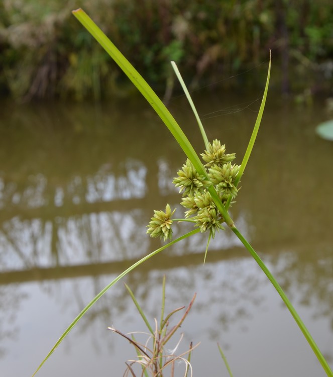 Cyperus eragrostis / Zigolo